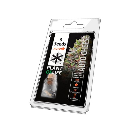 3PCHEESEA Premium Feminised Seeds