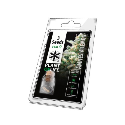 Plant of Life Amnesia Lemon Feminised Seeds 3-Pack