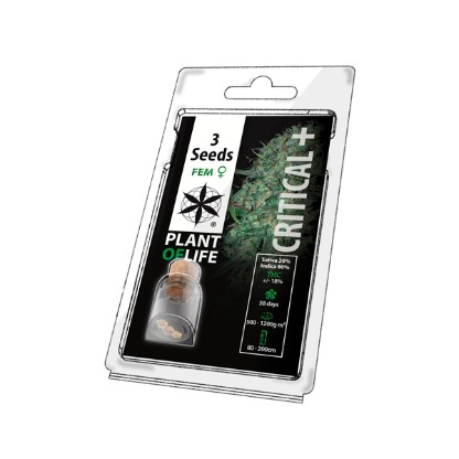 3PCRITICAL Feminised Cannabis Seeds