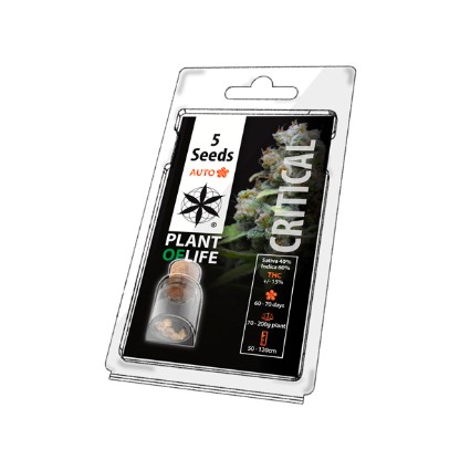 5PCRITICALA Feminised Autoflowering Seeds