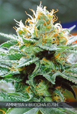 Vision Seeds Feminized Cannabis Seeds 3VABK