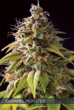 Vision Seeds Feminized Cannabis Seeds 3VCM