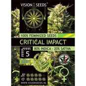 Vision Seeds Critical Impact Feminized Cannabis Seeds 5