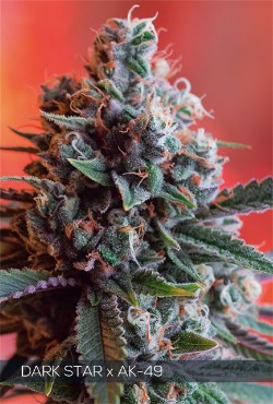 Vision Seeds Feminized Cannabis Seeds 3VDSAK