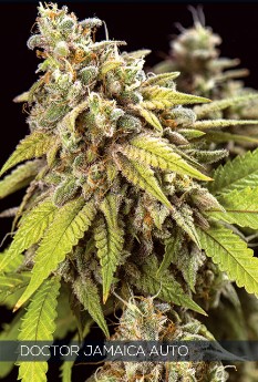 Vision Seeds Feminized Cannabis Seeds 3VDJA
