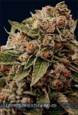 Vision Seeds Feminized Cannabis Seeds 3VLBAK