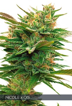 Vision Seeds 3VNOG Feminized Cannabis Seeds