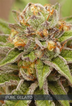 Vision Seeds Feminized Cannabis Seeds 3VPG