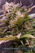 Vision Caramello Autoflowering Feminized Seeds - 5 Pack