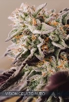 Vision Seeds Feminized Cannabis Seeds 3VVGA