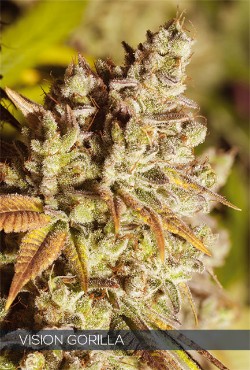 Vision Seeds Feminized Cannabis Seeds 5VVG