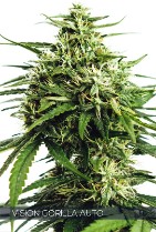 Vision Gorilla Auto Feminized Seeds - 3 Seeds