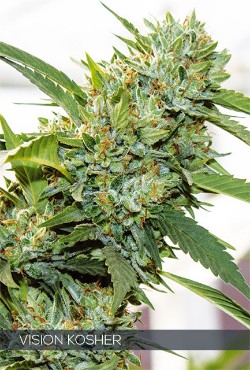 Vision Seeds Feminized Cannabis Seeds 3VVK