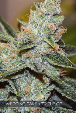 Vision Seeds Feminized Cannabis Seeds 3VWCTO
