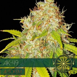 Vision Seeds 5VAKA Feminised Cannabis Seeds