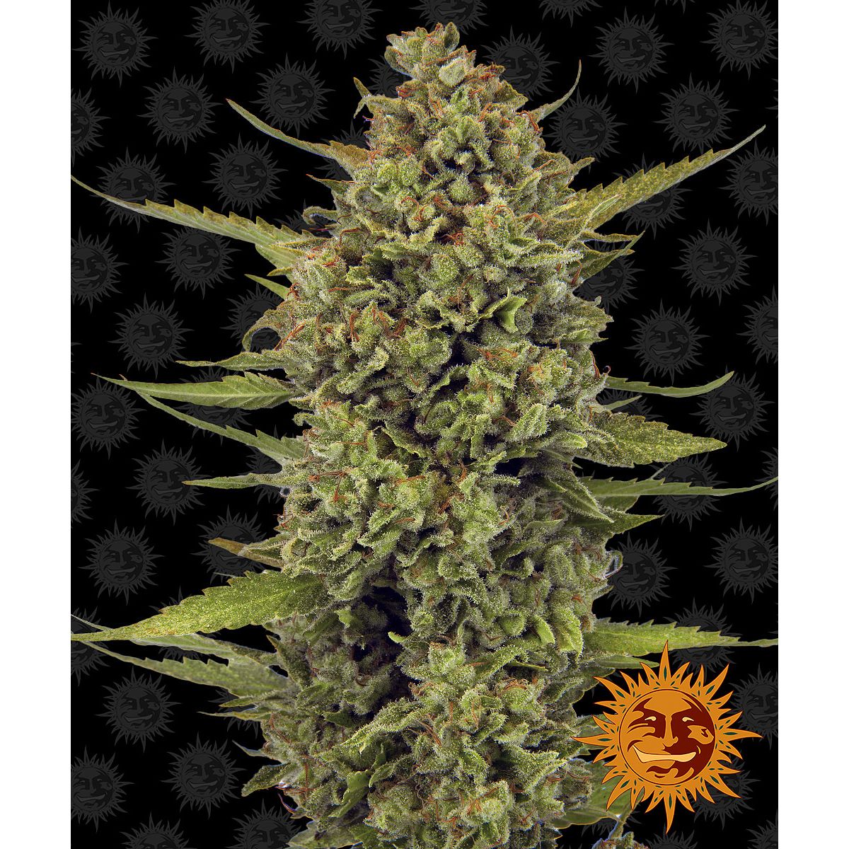 Barney's Farm 5BAG Feminized Cannabis Seeds