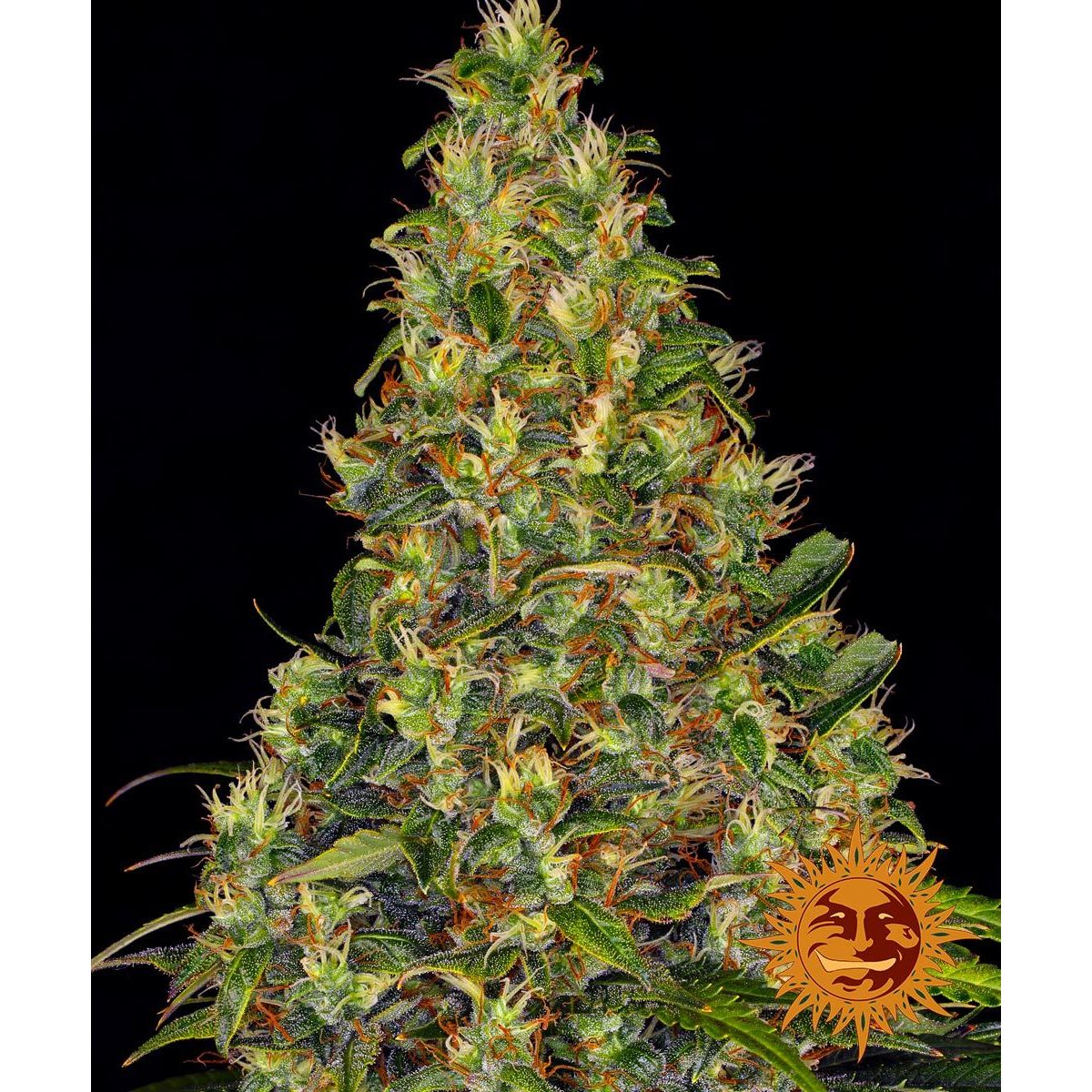 Barney's Farm 5BAHA Feminised Cannabis Seeds