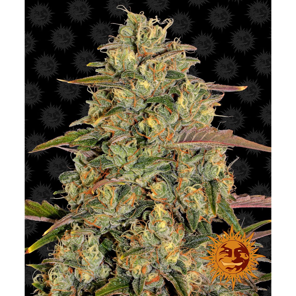 Barney's Farm 5BAL Feminized Cannabis Seeds