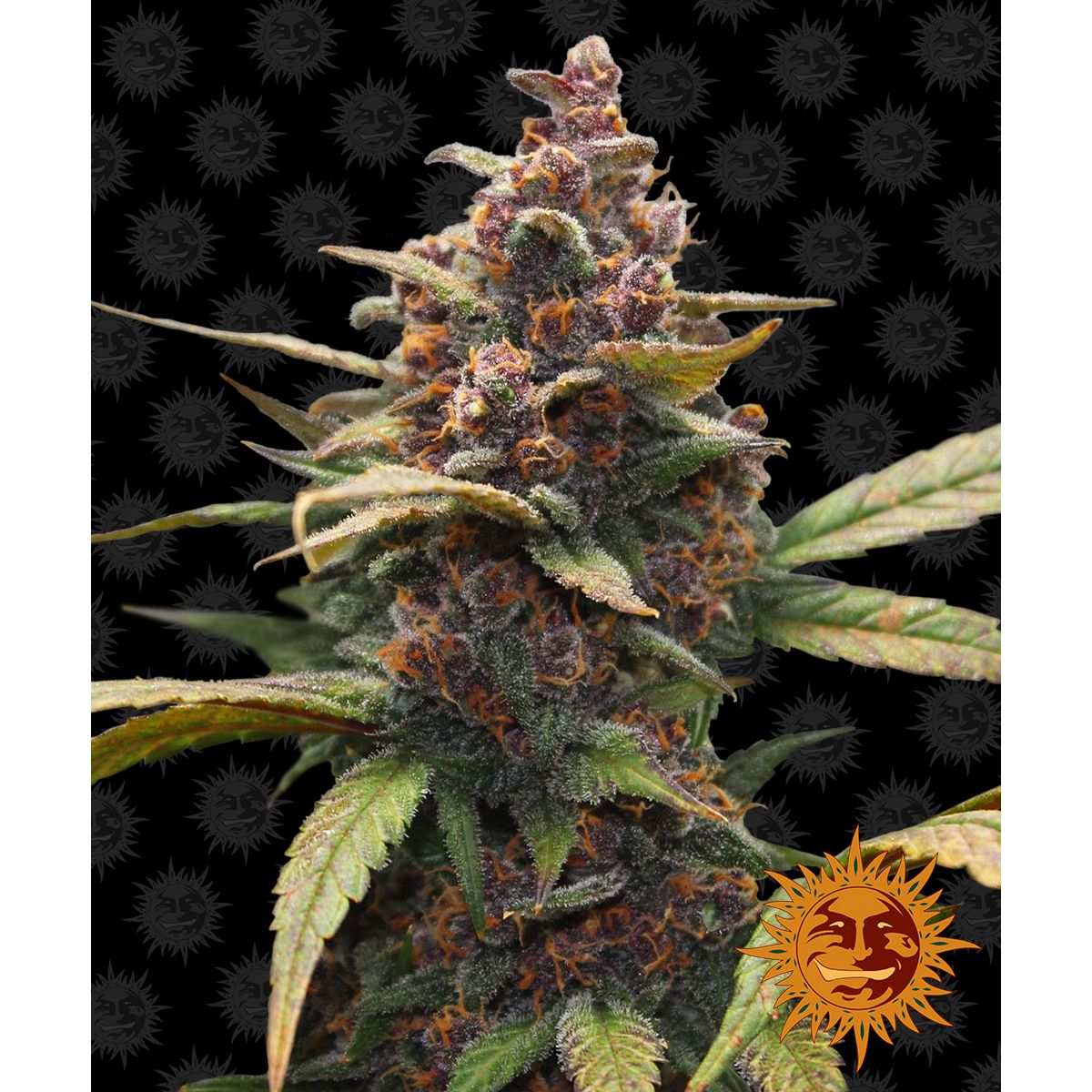Barney's Farm 3BAP Feminized Cannabis Seeds