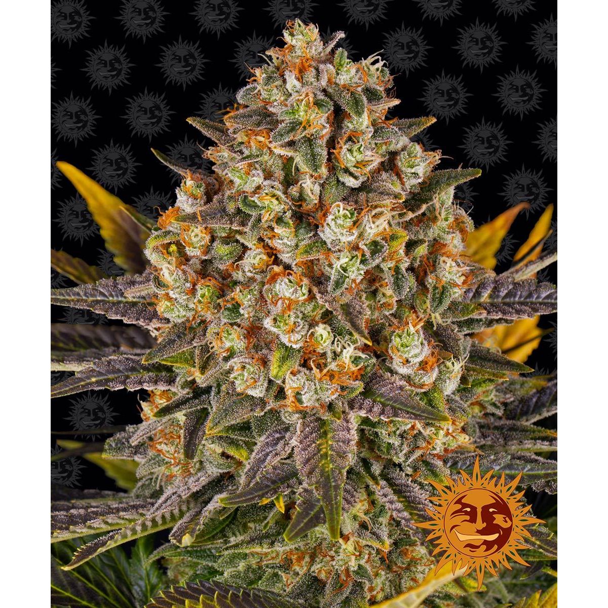 Barney's Farm 3BBP Feminized Cannabis Seeds