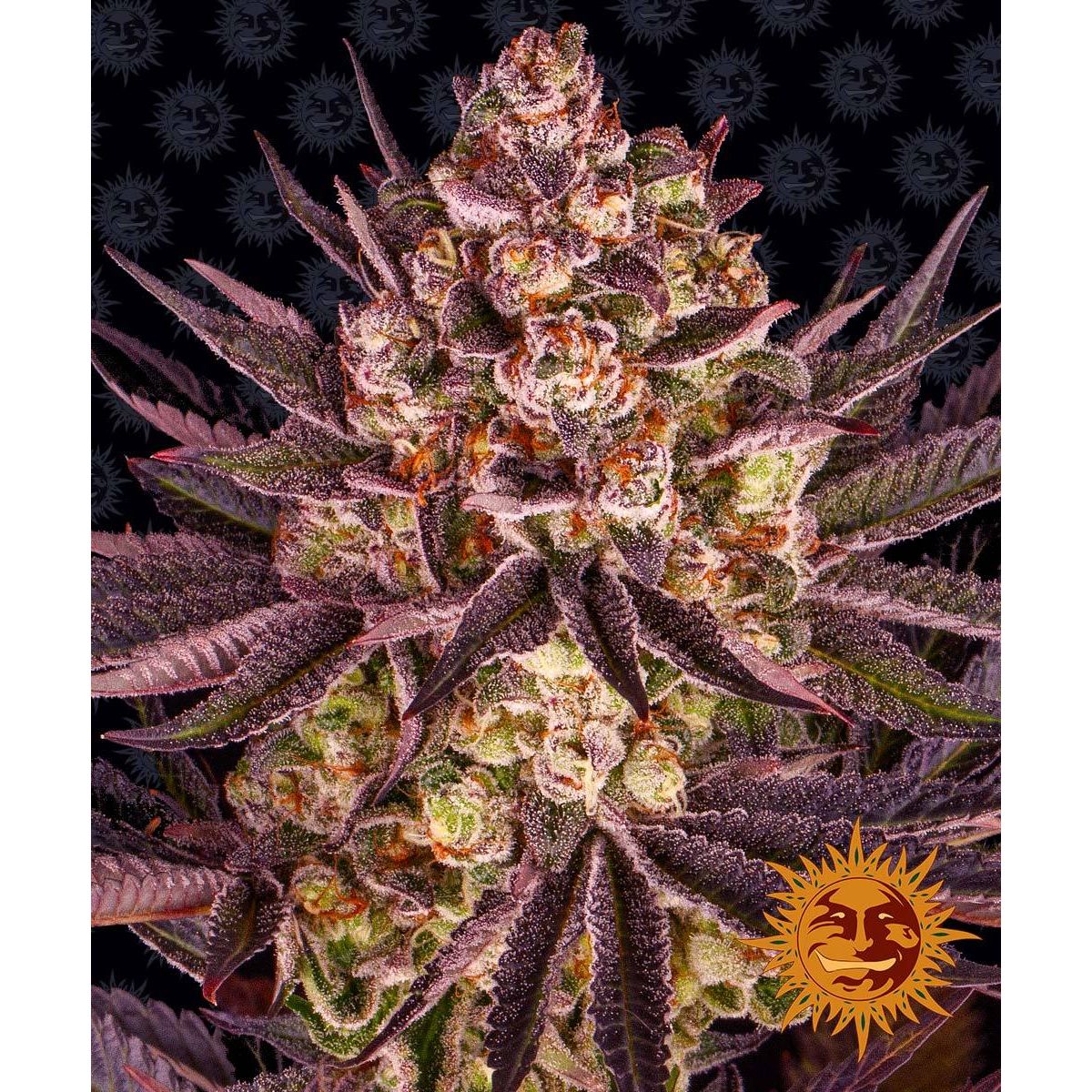 Barney's Farm 5BBM Feminized Cannabis Seeds