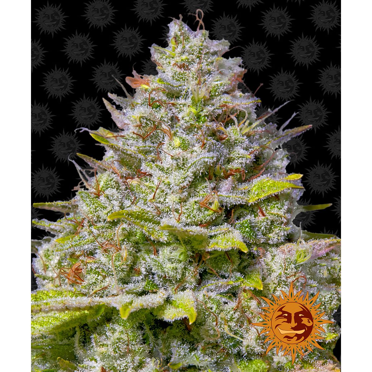 Barney's Farm 3BBG Feminized Cannabis Seeds