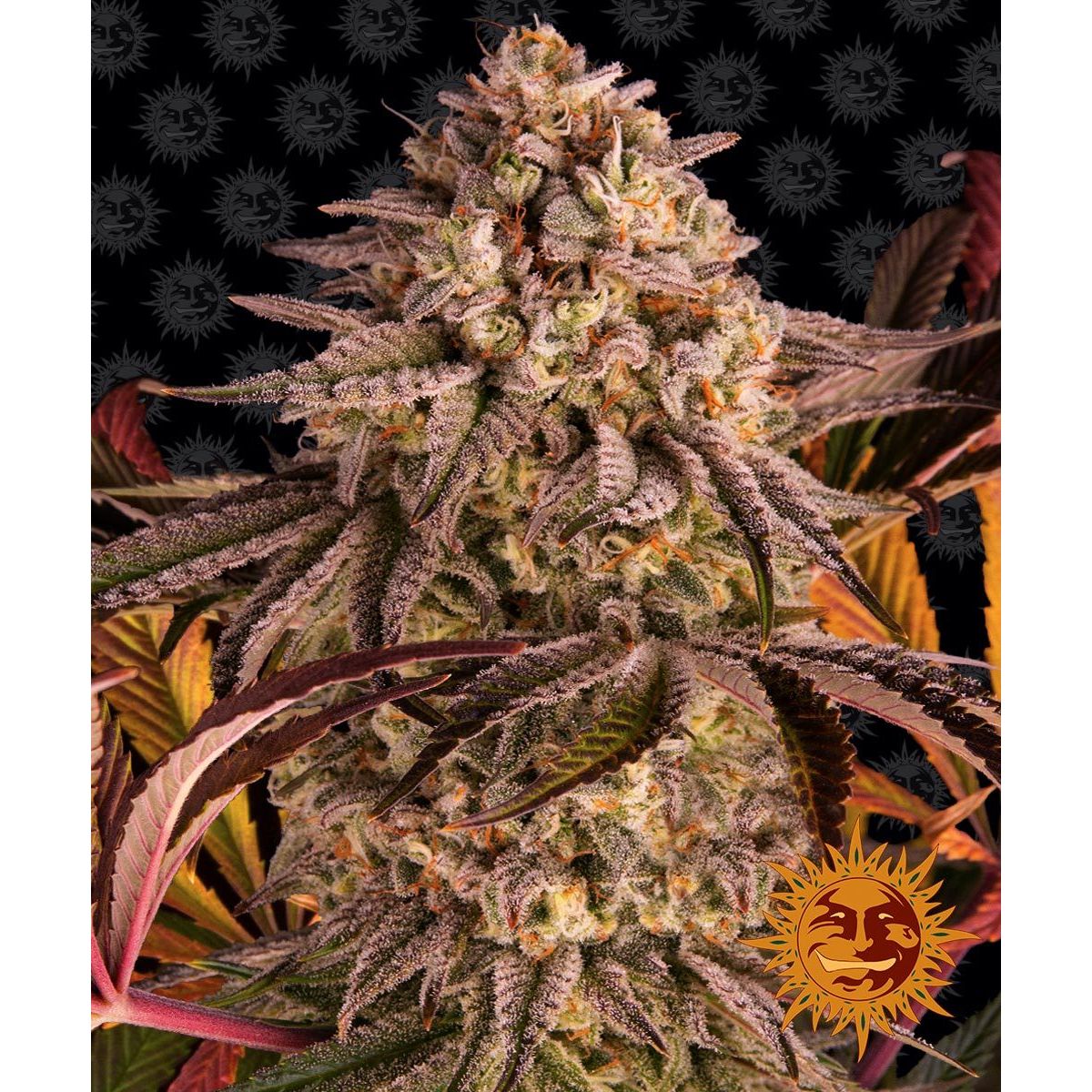 Barney's Farm 5BBS Feminized Cannabis Seeds