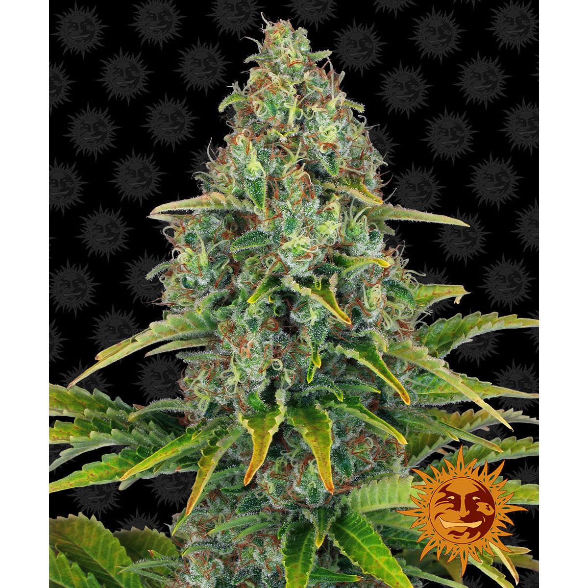 Barney's Farm Blue Cheese Auto - 5 Feminizovaných semen