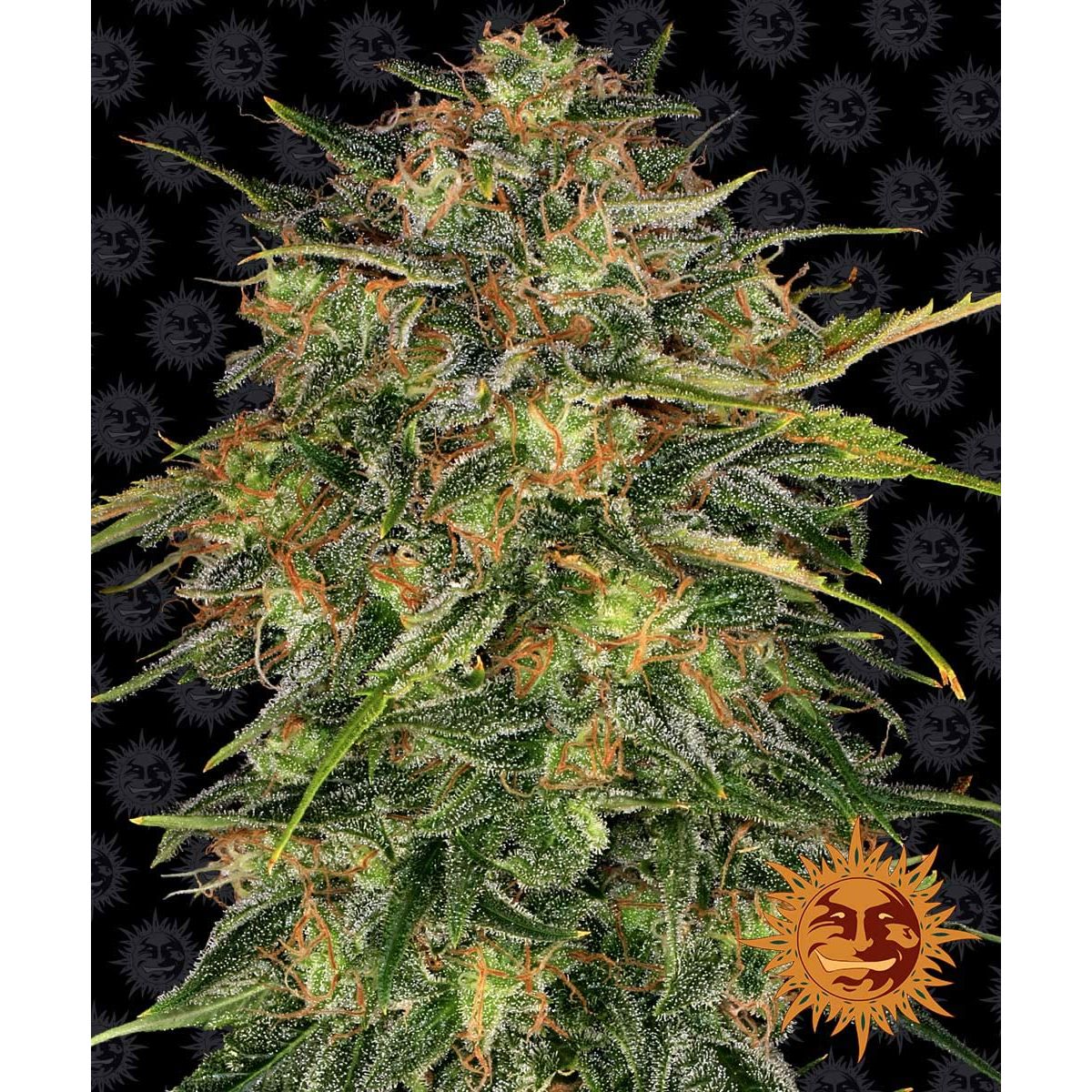 Barney's Farm 3BCH Feminized Cannabis Seeds