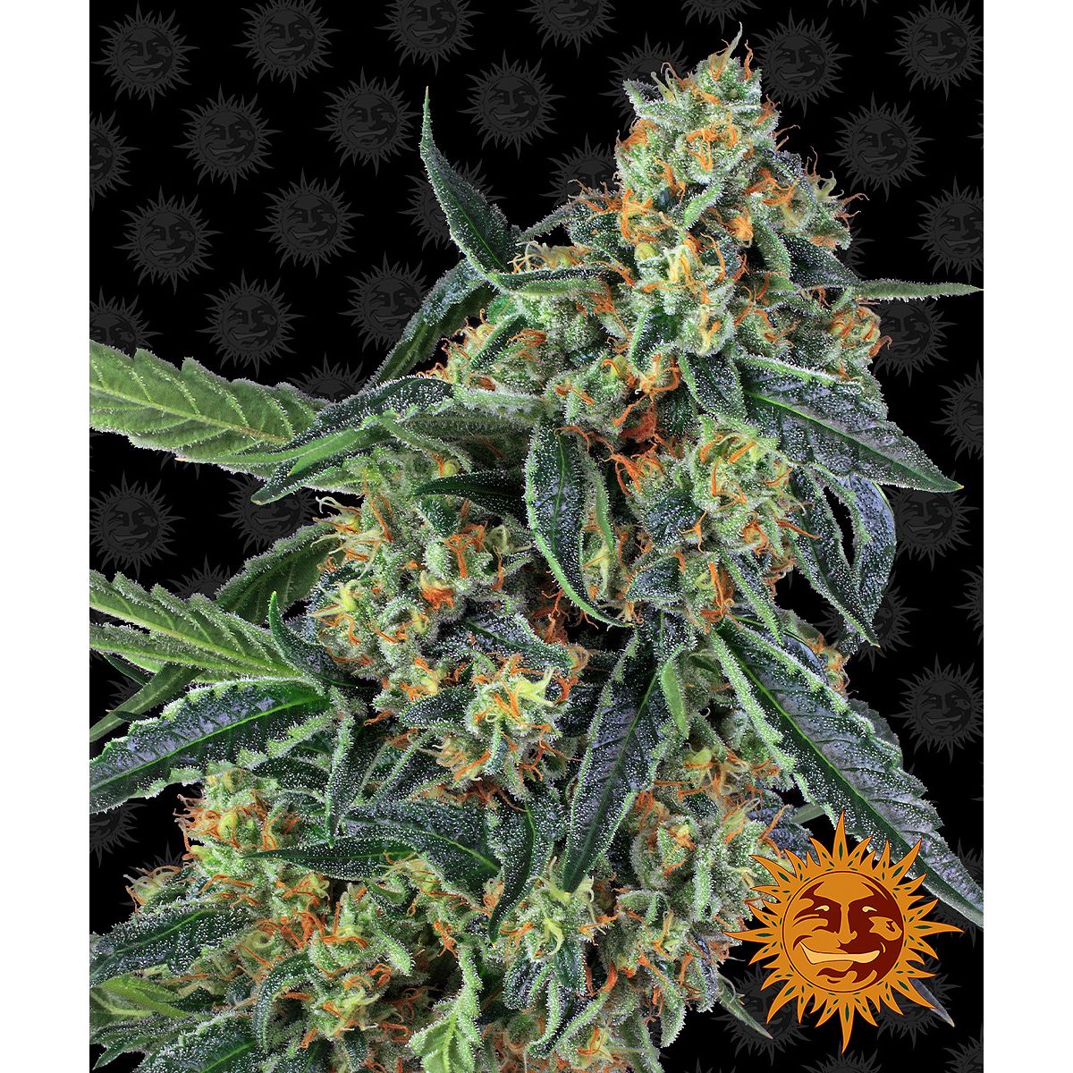Barney's Farm Feminized Cannabis Seeds 3BCOK