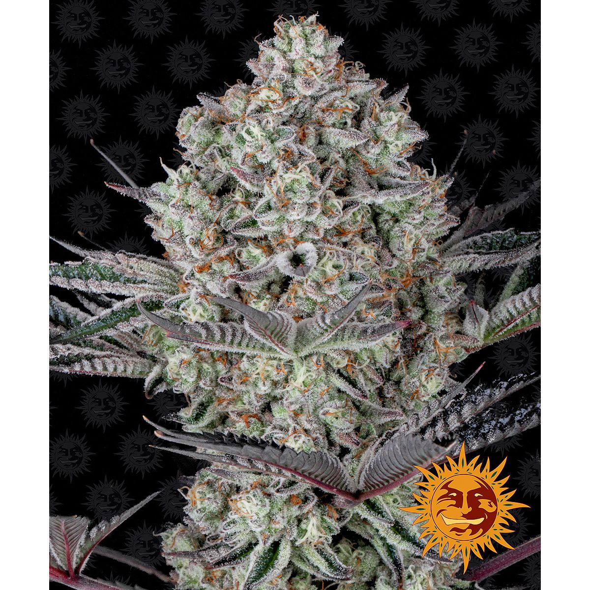 Barney's Farm 3BDD Feminized Cannabis Seeds