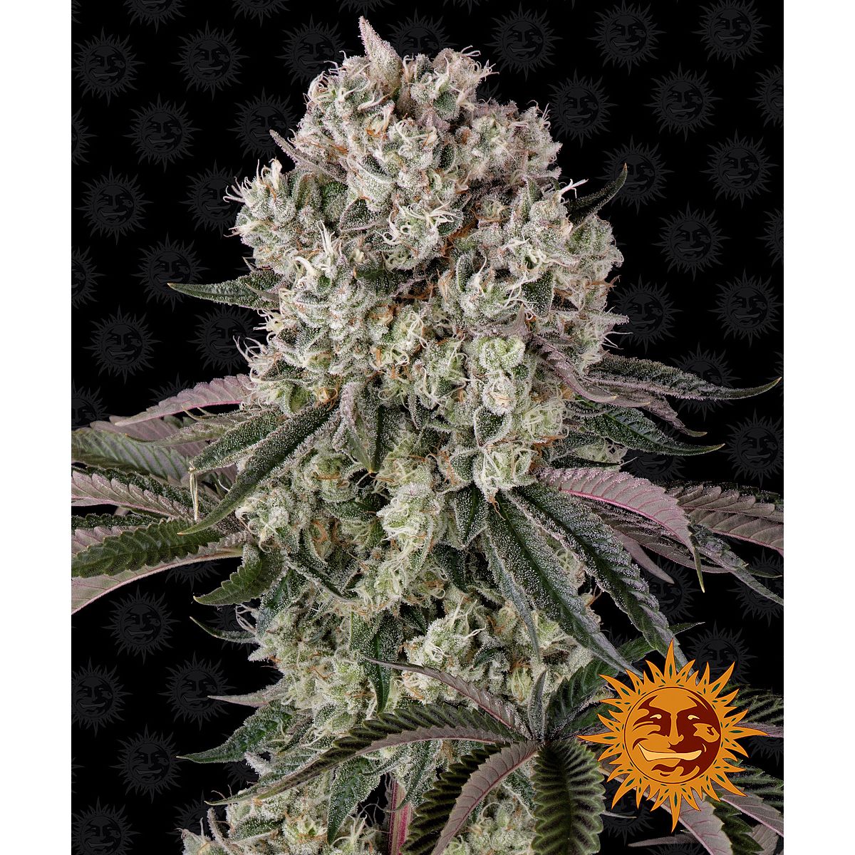 Barney's Farm 3BGK Feminised Cannabis Seeds