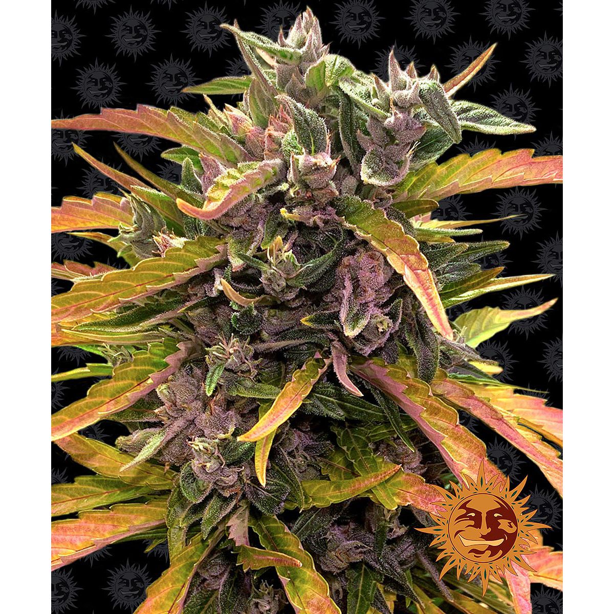 Barney's Farm Feminized Cannabis Seeds 5BGRGA