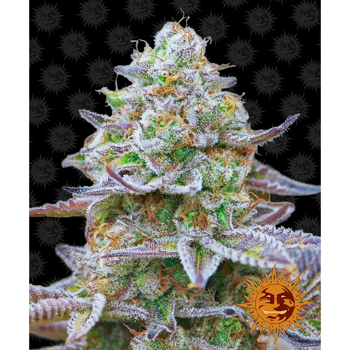 Barney's Farm 3BGZ Feminized Cannabis Seeds