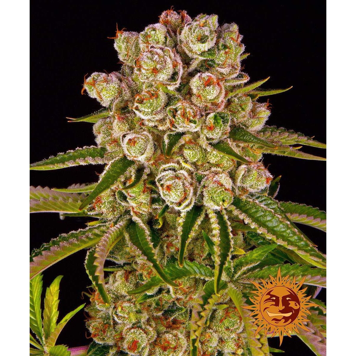 Barney's Farm 3BKM Feminized Cannabis Seeds
