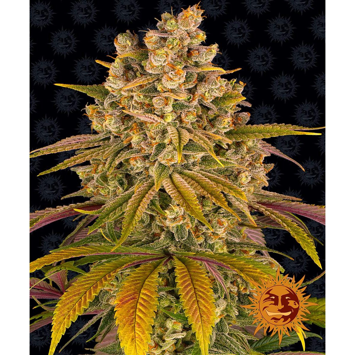 Barney's Farm 3BLT Feminized Seeds