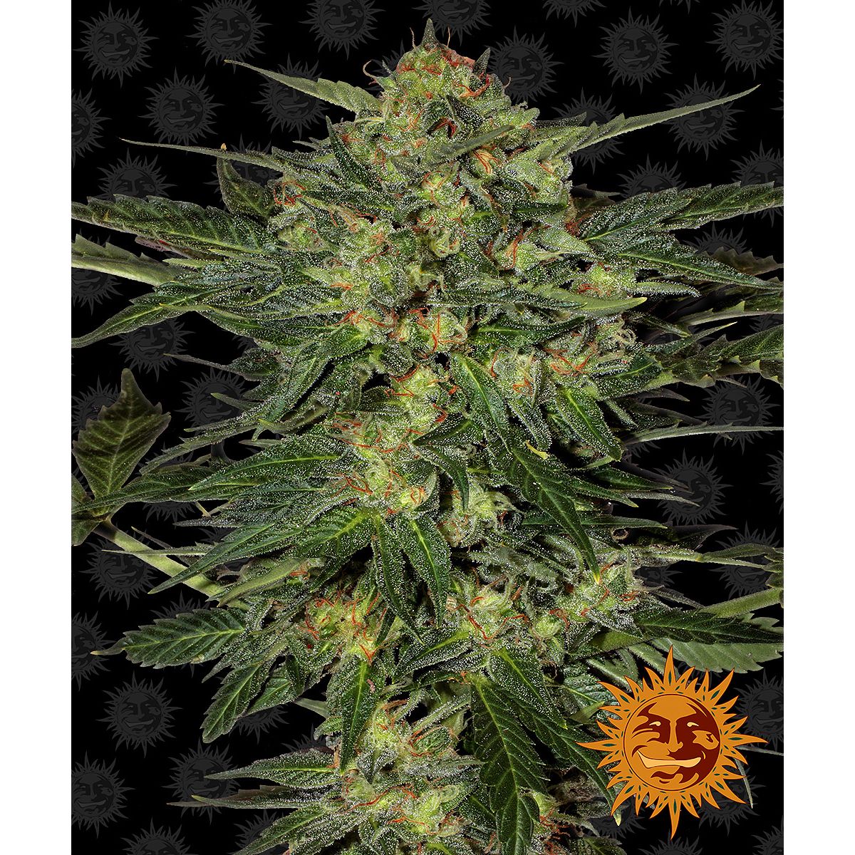 Barney's Farm 3BLS Feminized Seeds