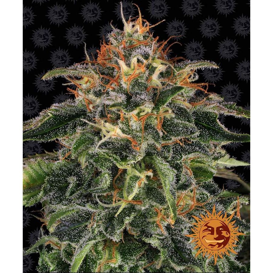 Barney's Farm 3BMD Feminized Cannabis Seeds