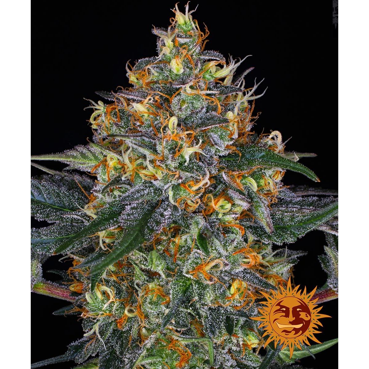 Barney's Farm 5BMDA Feminized Cannabis Seeds