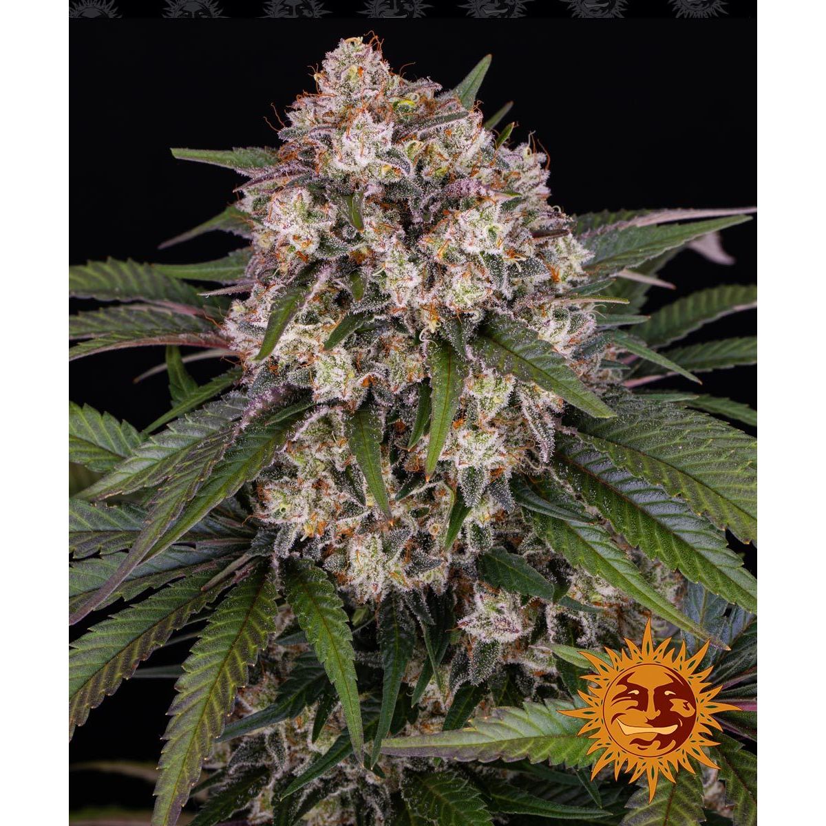 Barney's Farm 3BOGA Feminized Cannabis Seeds