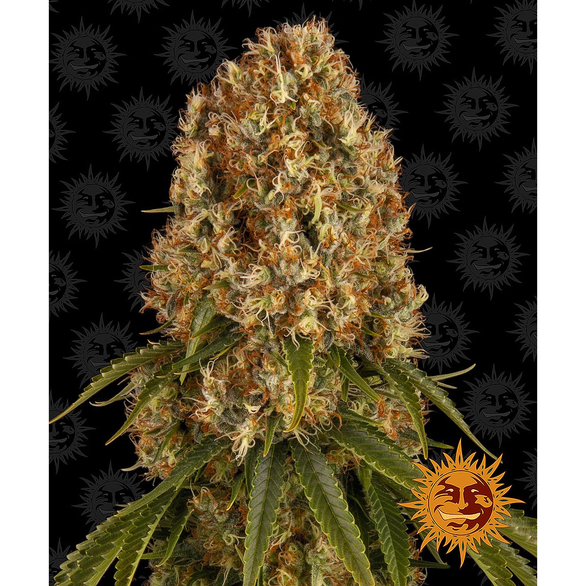 Barney's Farm 3BOS Feminized Cannabis Seeds