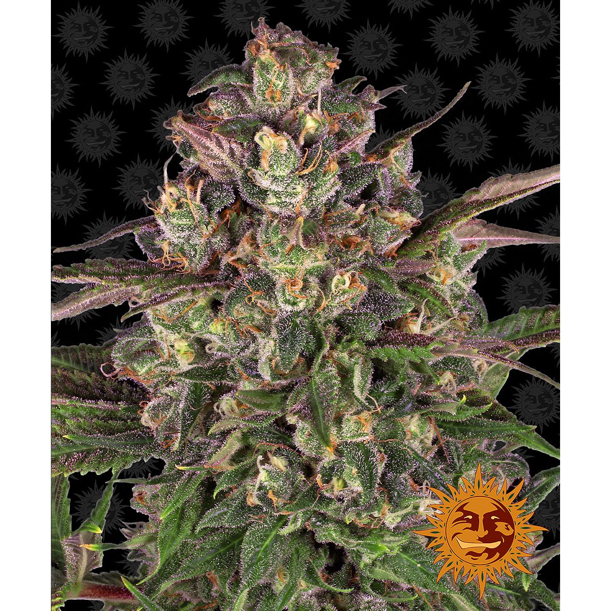 Barney's Farm 3BPCR Feminized Cannabis Seeds