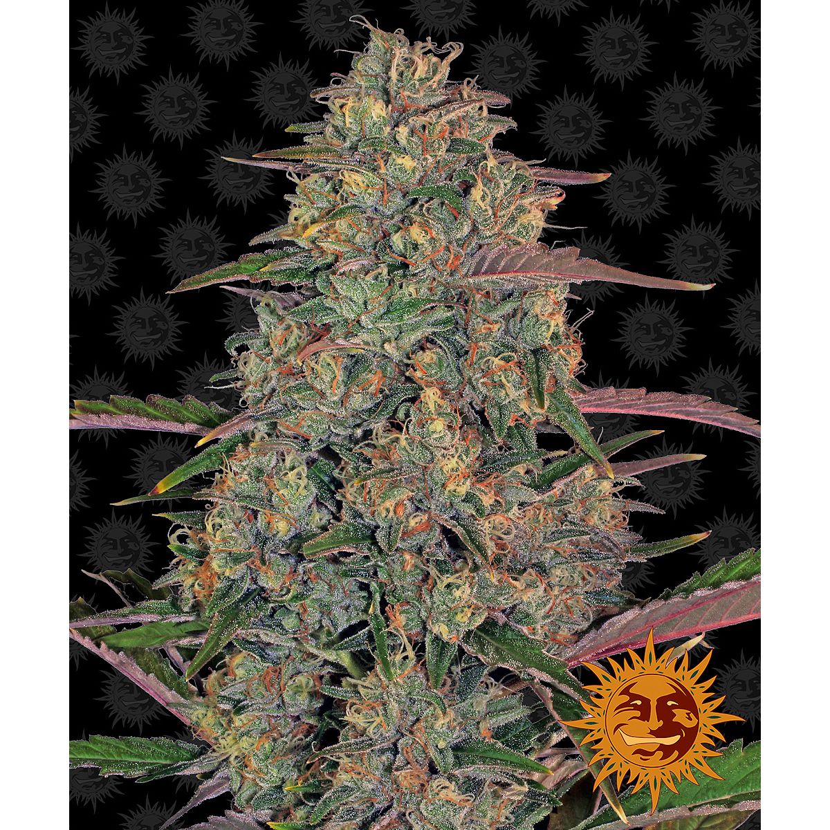Barney's Farm 3BPCH Feminized Cannabis Seeds