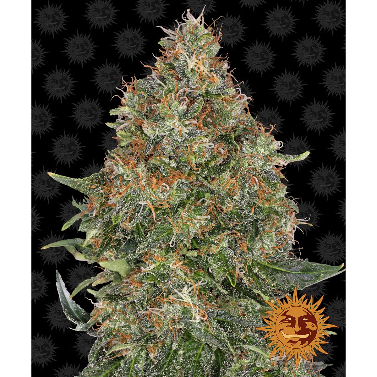 Barney's Farm Feminizovaná semena konopí 5BPEA