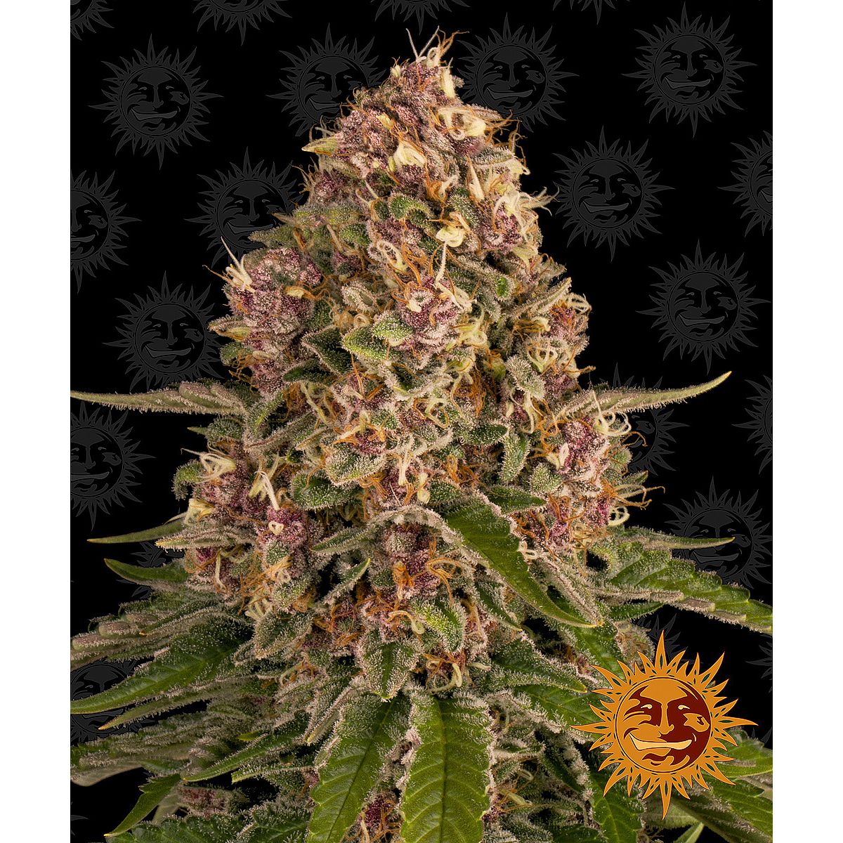 Barney's Farm Feminized Cannabis Seeds 5BPK