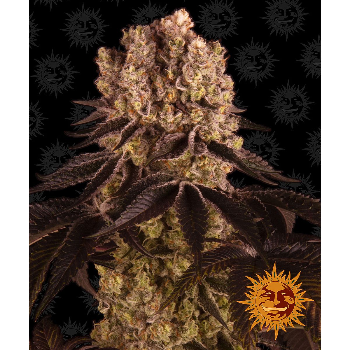 Barney's Farm 5BPP Feminized Cannabis Seeds