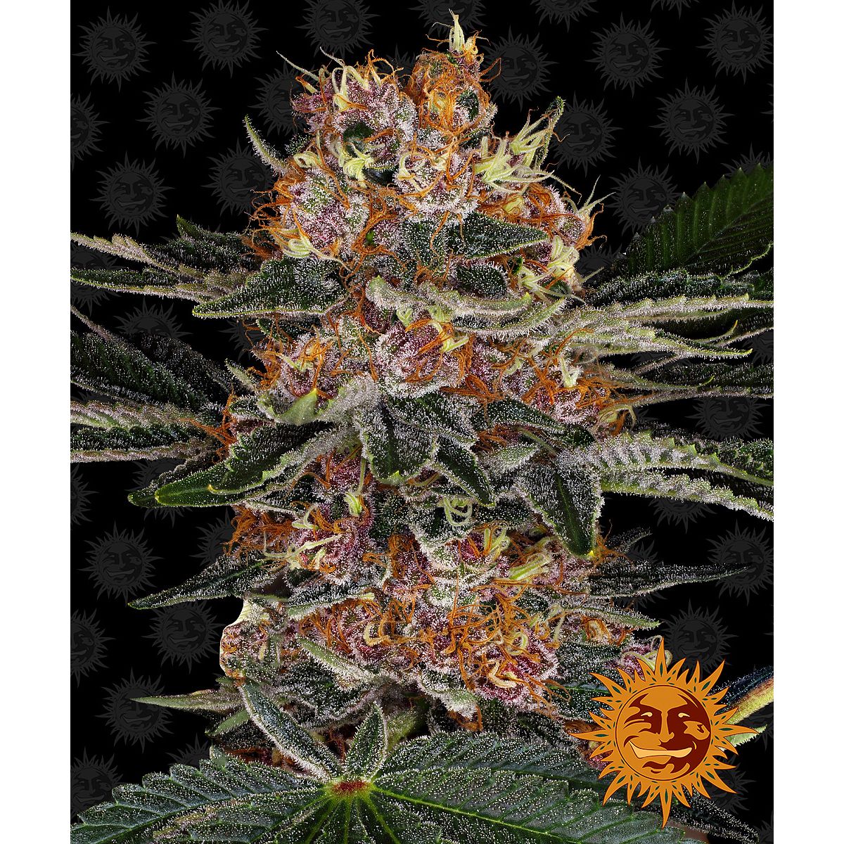 Barney's Farm Feminized Cannabis Seeds 5BPPA