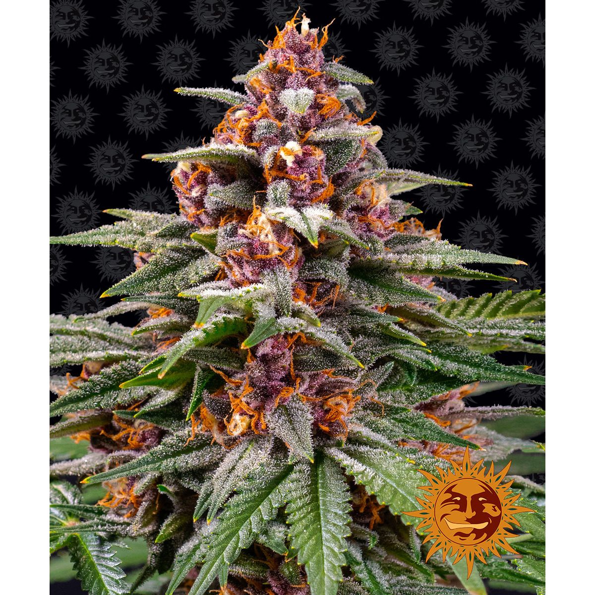 Barney's Farm 3BRA Feminized Cannabis Seeds