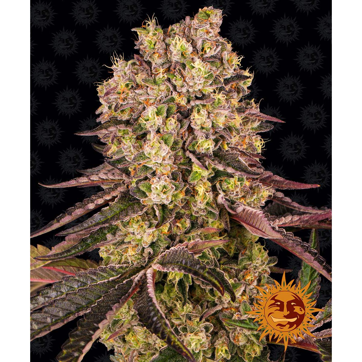 Barney's Farm 3BRM Feminized Cannabis Seeds