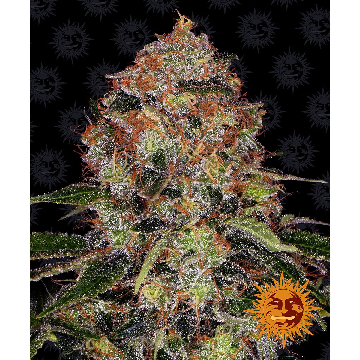 Barney's Farm 5BSB Feminizovaná semena konopí